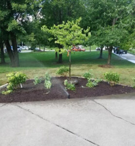 new landscaping featuring a small tree and bushes in mulch with an in-ground sprinkler