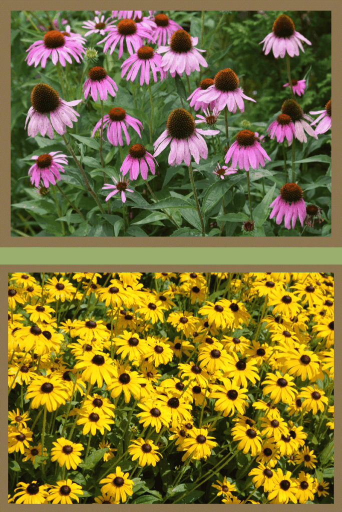 Native Iowa landscaping featuring Purple Coneflower and Black-eyed Susan integrated into a custom backyard design.